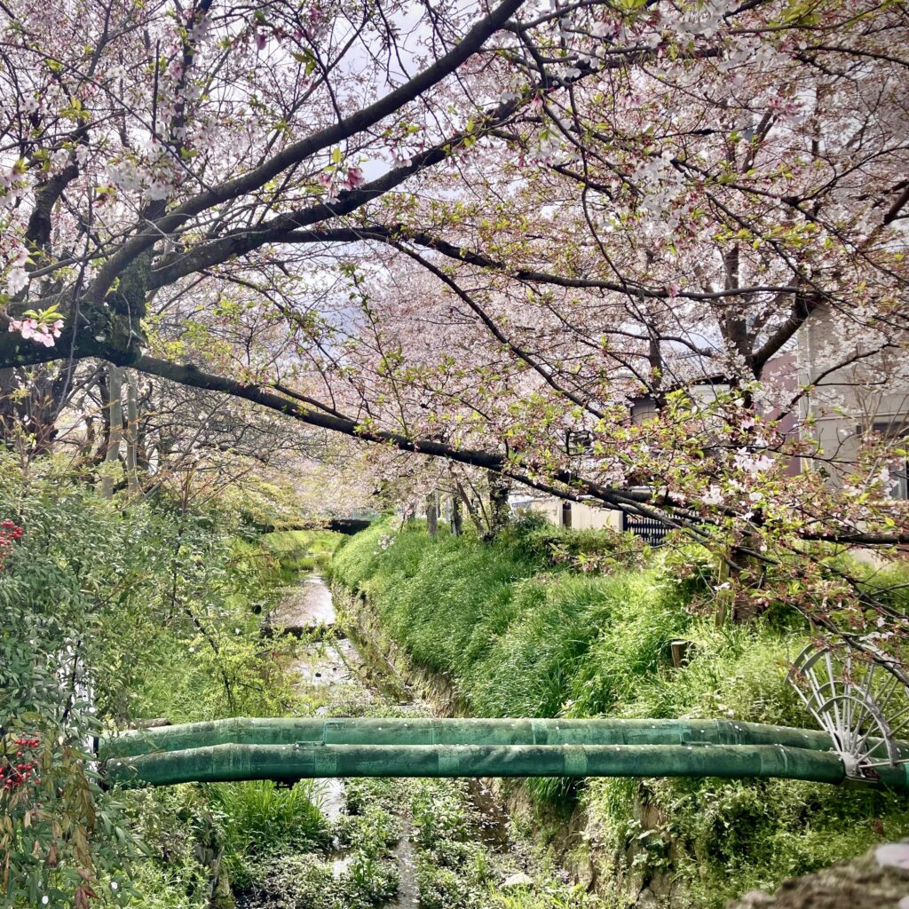 京都の疏水